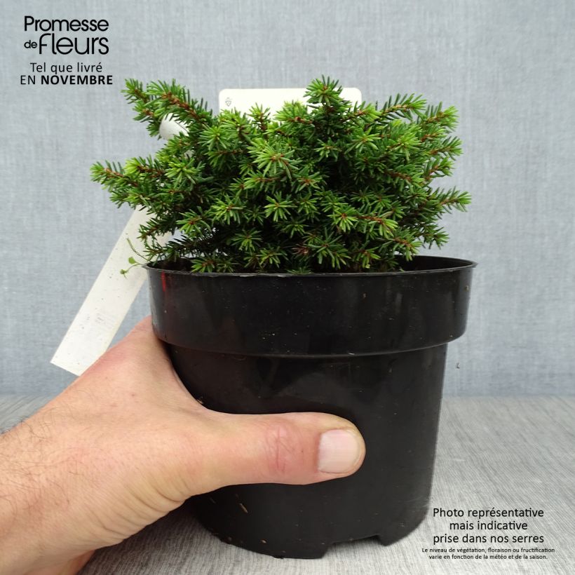 Example of Épicéa nain - Picea abies Little Gem  2L/3L                       Pot de 2L/3L as you get in automne