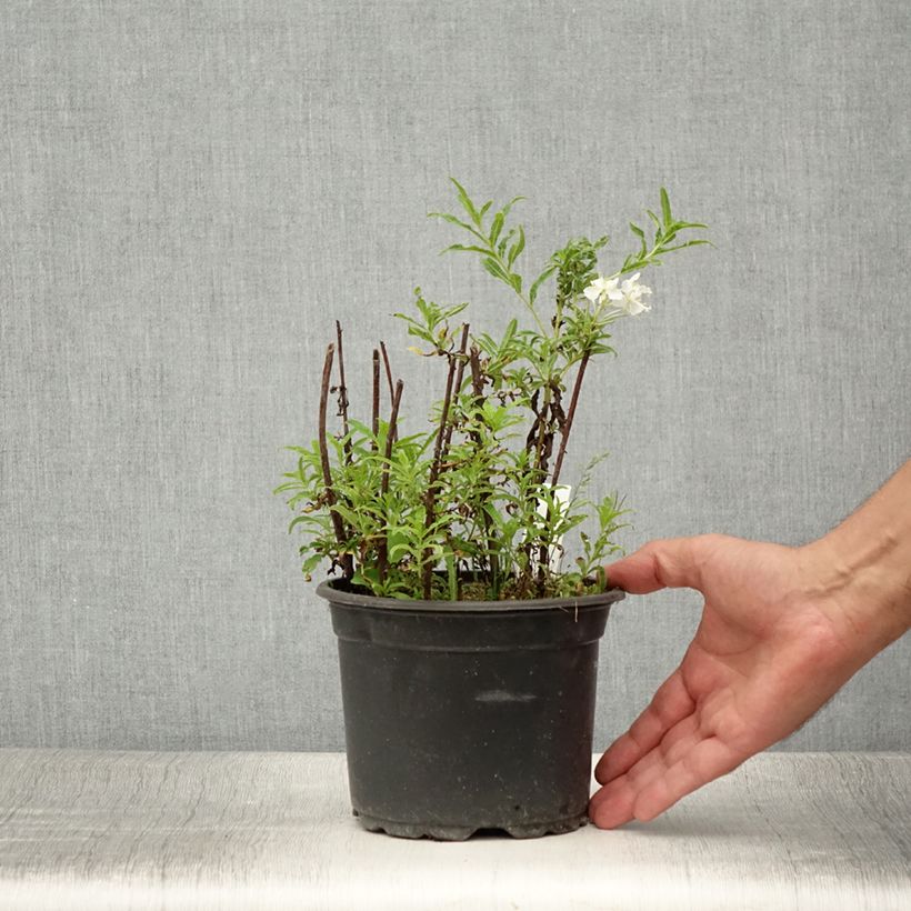 Example of Epilobe blanche - Epilobium angustifolium album Pot de 2L/3L as you get in ete