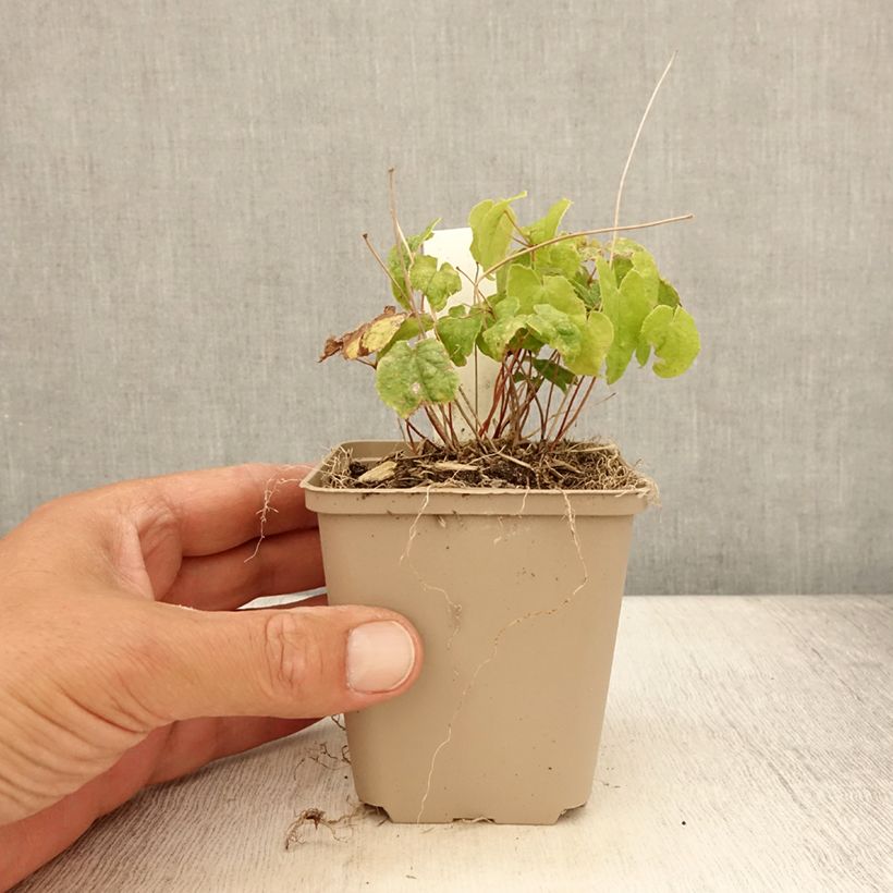 Example of Epimedium asiatic hybrids, Fleur des elfes Godet de 8/9 cm as you get in ete