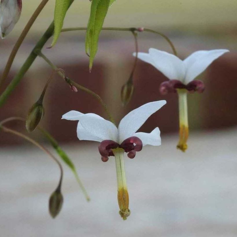 Epimedium dolichostemon, Fleur des elfes (Flowering)