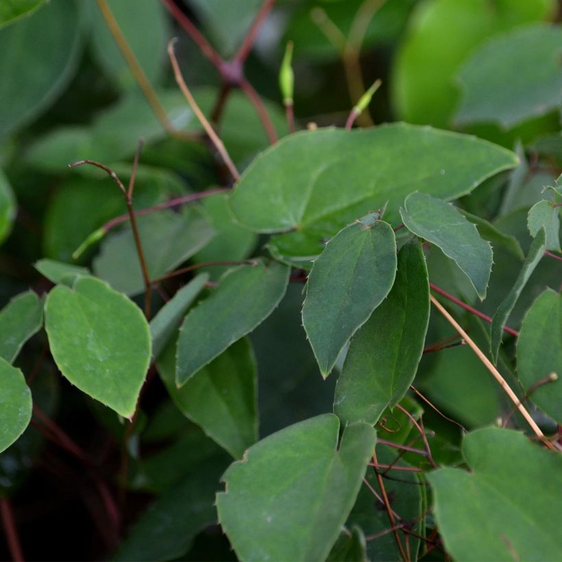 Epimedium grandiflorum - Fleurs des elfes rose lilas pâle (Foliage)