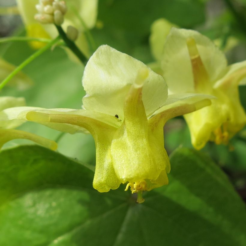 Epimedium pinnatum, Fleur des elfe (Flowering)