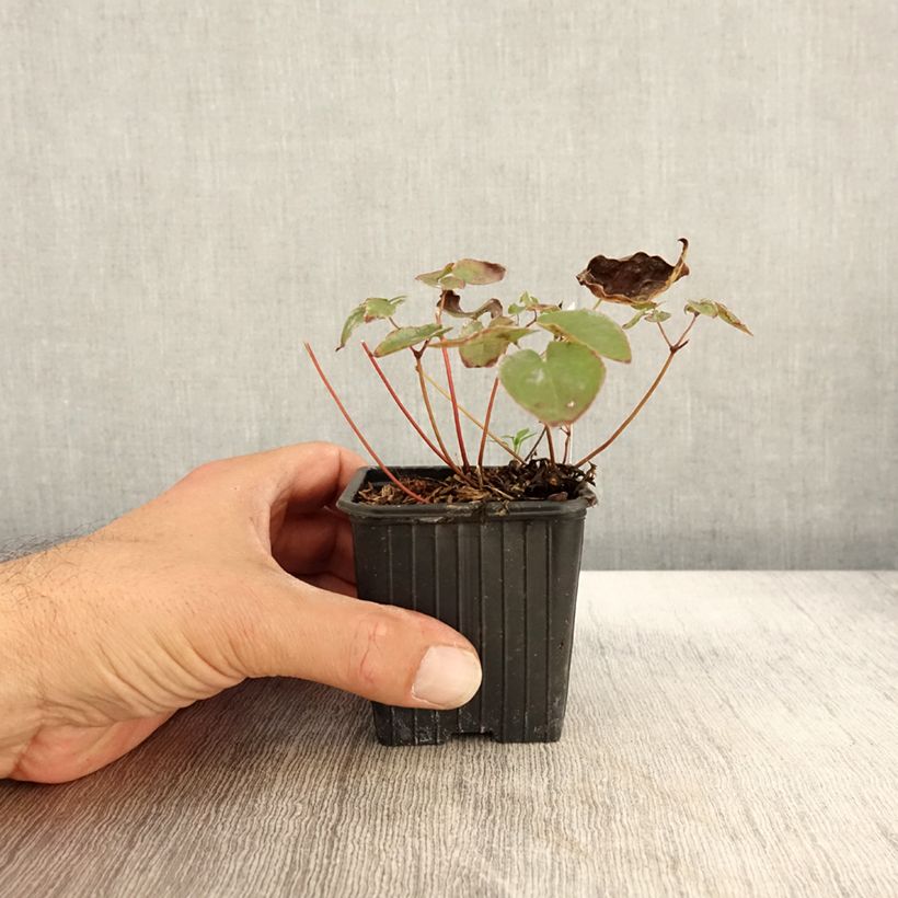 Example of Epimedium pinnatum Black Sea Godet de 8/9 cm as you get in automne