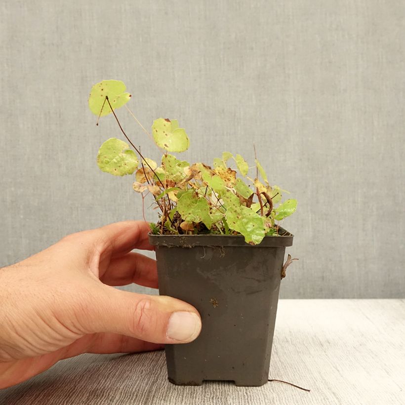 Example of Epimedium platypetalum, Fleur des elfe Godet de 8/9 cm as you get in automne