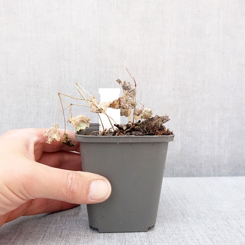Example of Epimedium rhizomatosum, Fleur des elfes Godet de 8/9 cm as you get in hiver