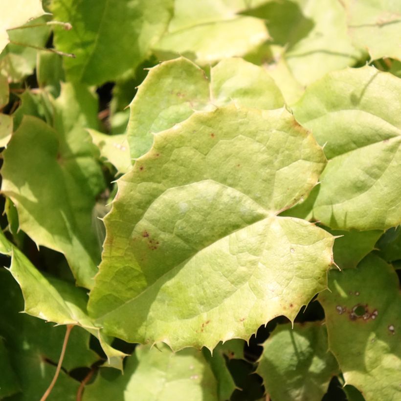 Epimedium rhizomatosum, Fleur des elfes (Foliage)