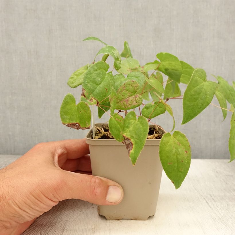 Example of Epimedium rubrum Galadriel - Fleur des Elfes Godet de 8/9 cm as you get in ete