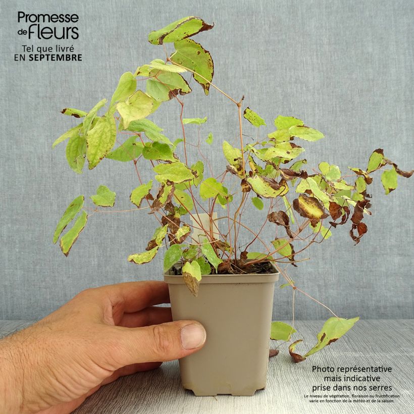 Example of Epimedium youngianum Merlin, Fleur des elfes Godet de 8/9 cm as you get in ete