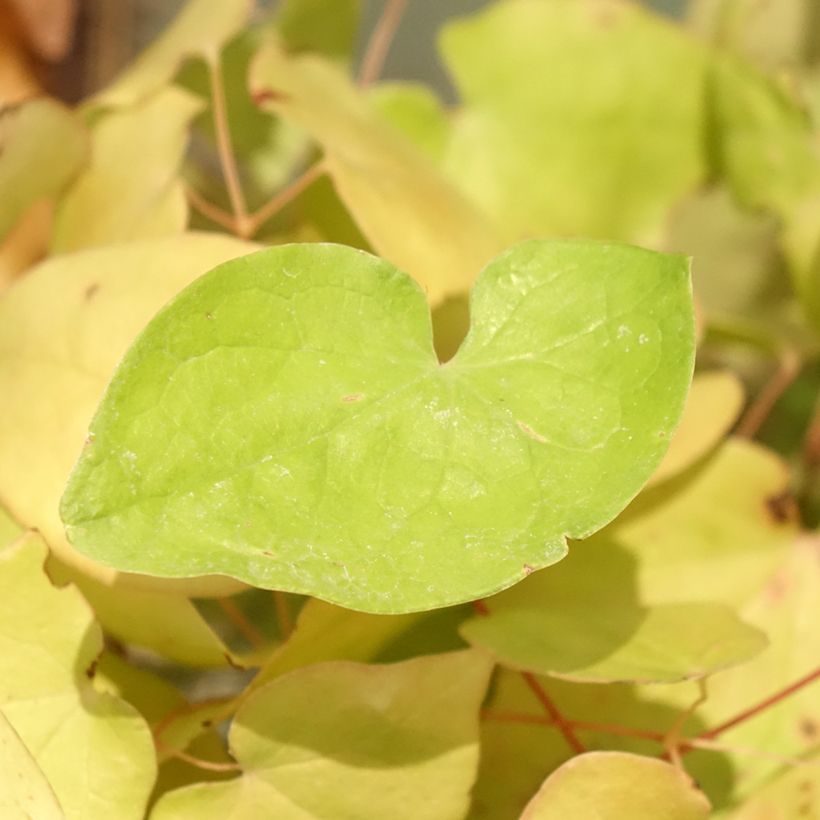 Epimedium youngianum Yenomoto, Fleur des elfes (Foliage)