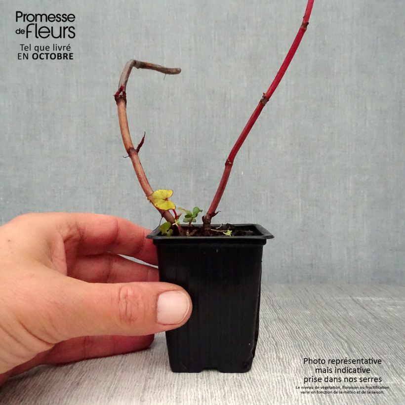 Example of Epinard d'Asie, Epinard arbustif - Fagopyrum dibotrys (F. cymosum) Godet de 8/9 cm as you get in automne