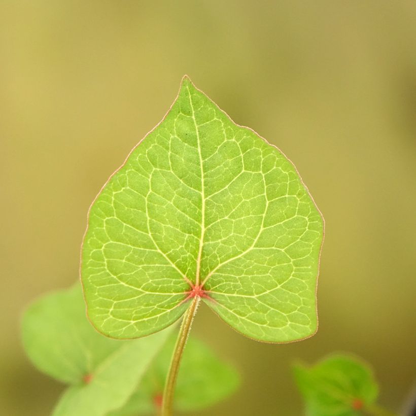 Epinard d'Asie, Epinard arbustif - Fagopyrum dibotrys (F. cymosum) (Foliage)