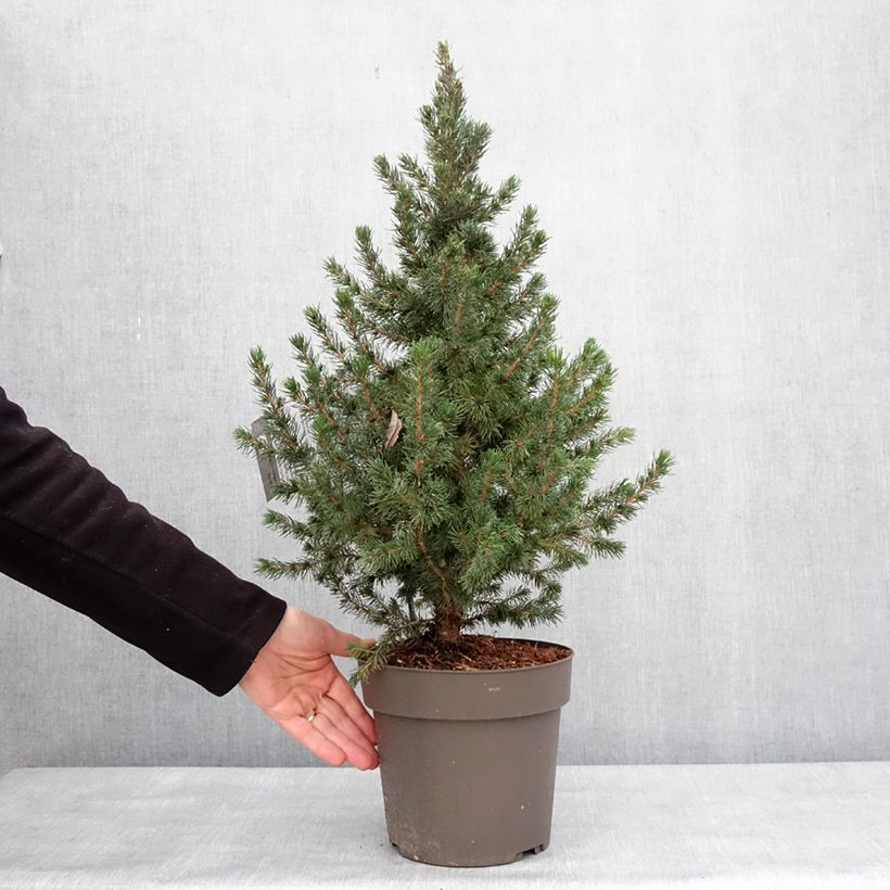 Example of Epinette blanche - Picea glauca Biesenthaler Frühling Pot de 4L/5L as you get in hiver