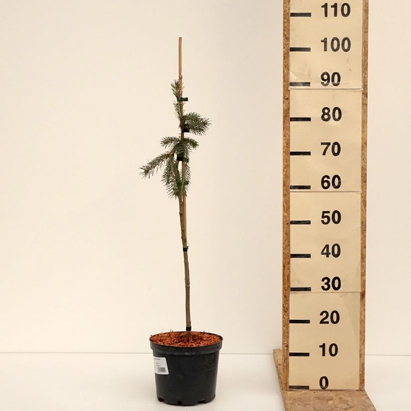 Example of Epinette blanche - Picea glauca Pendula Pot de 3L/4L, Mini-tige as you get in hiver