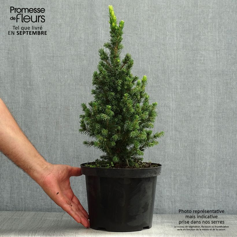 Example of Epinette blanche - Picea glauca Rainbow's End          Pot de 2L/3L as you get in ete