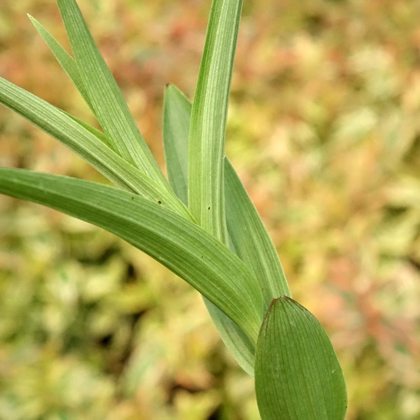 Epipactis veratrifolia - Orchidée de jardin (Foliage)