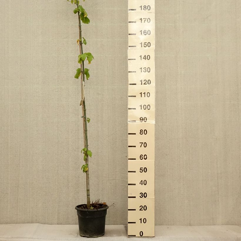 Example of Érable à feuille de frêne - Acer negundo Pot de 7,5L/10L as you get in automne