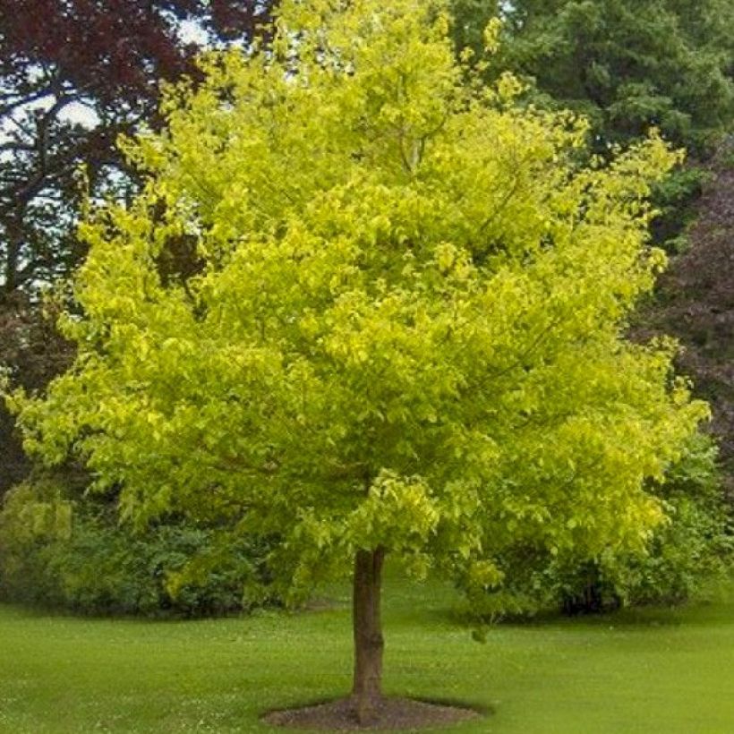 Érable à feuille de frêne doré - Acer negundo Kelly's Gold (Plant habit)