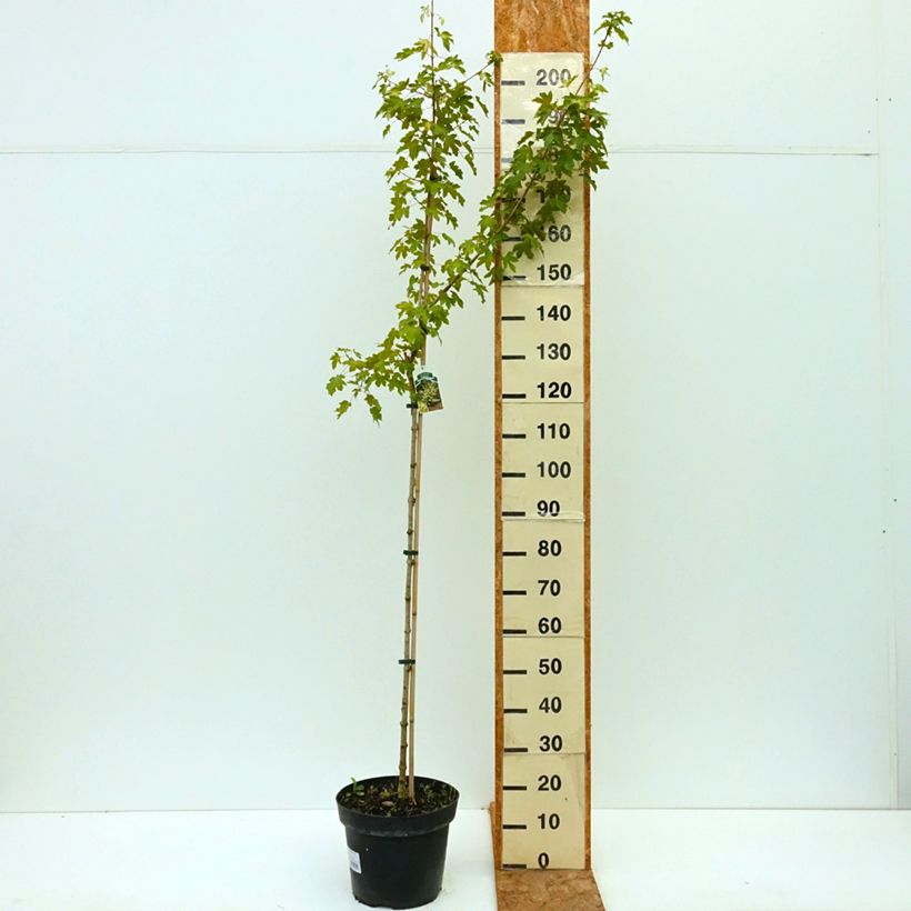 Example of Erable champêtre - Acer campestre Postelense Pot de 7,5L/10L, Tige as you get in ete