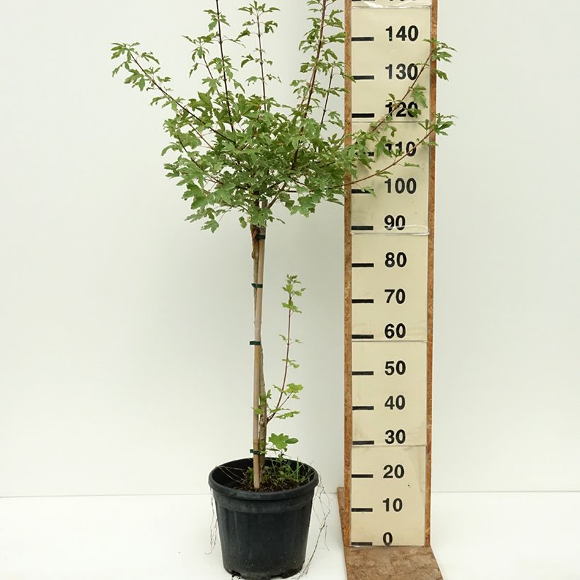 Example of Erable champêtre - Acer campestre Silver Celebration Pot de 7,5L/10L, Tige as you get in ete