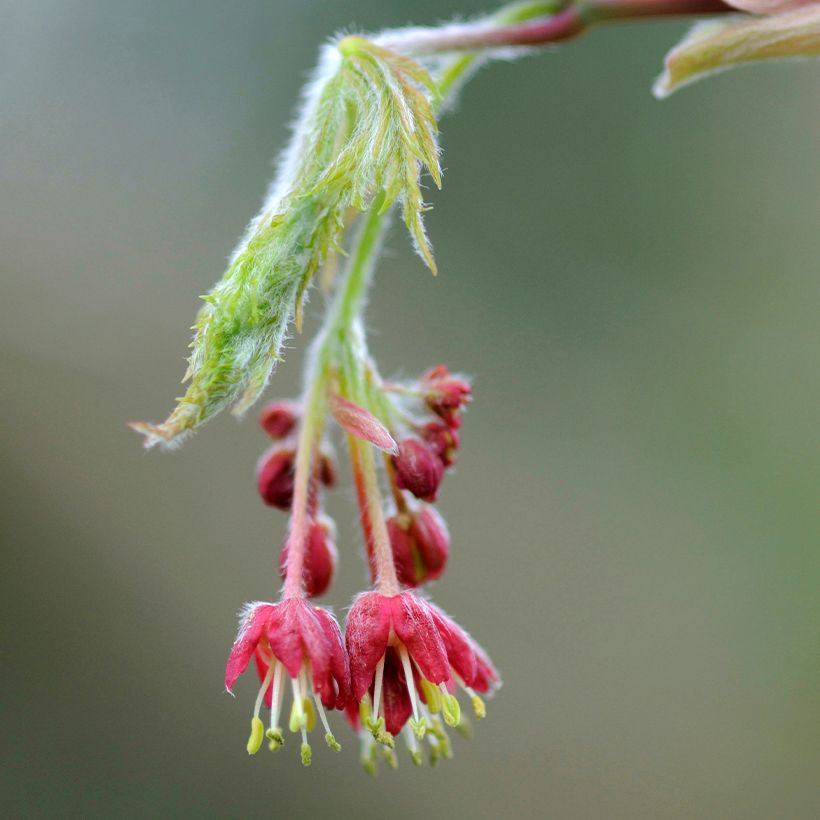 Érable du Japon - Acer japonicum Aconitifolium (Flowering)