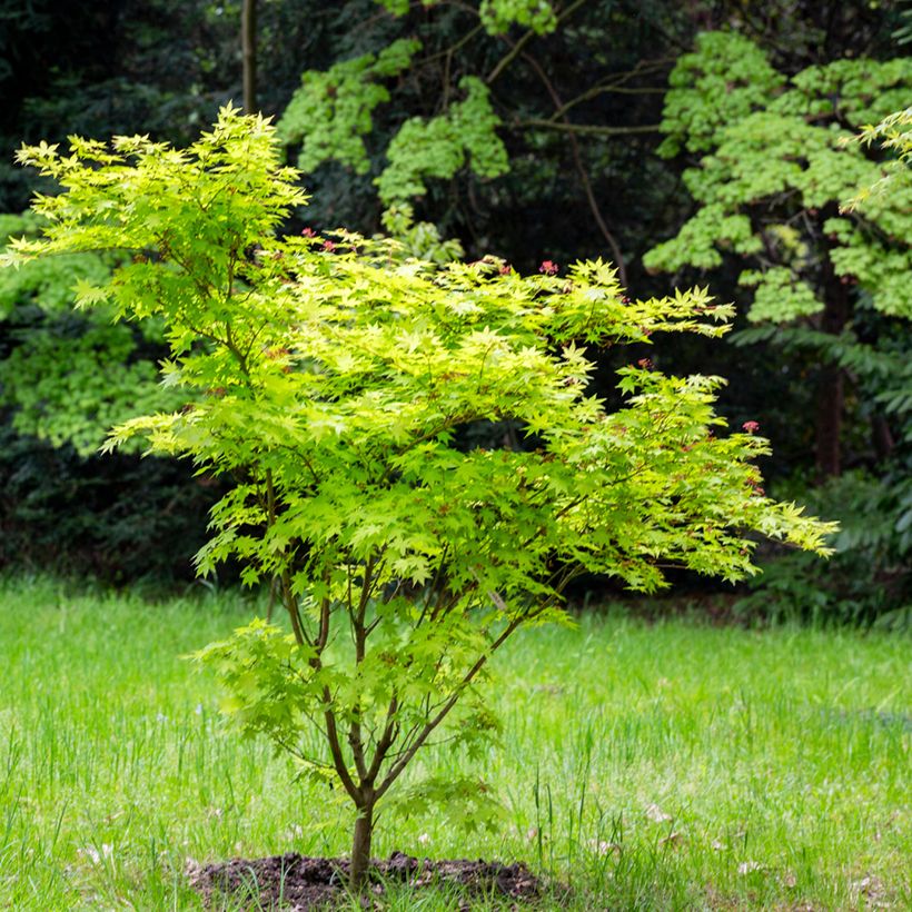 Érable du Japon - Acer japonicum Aconitifolium (Plant habit)