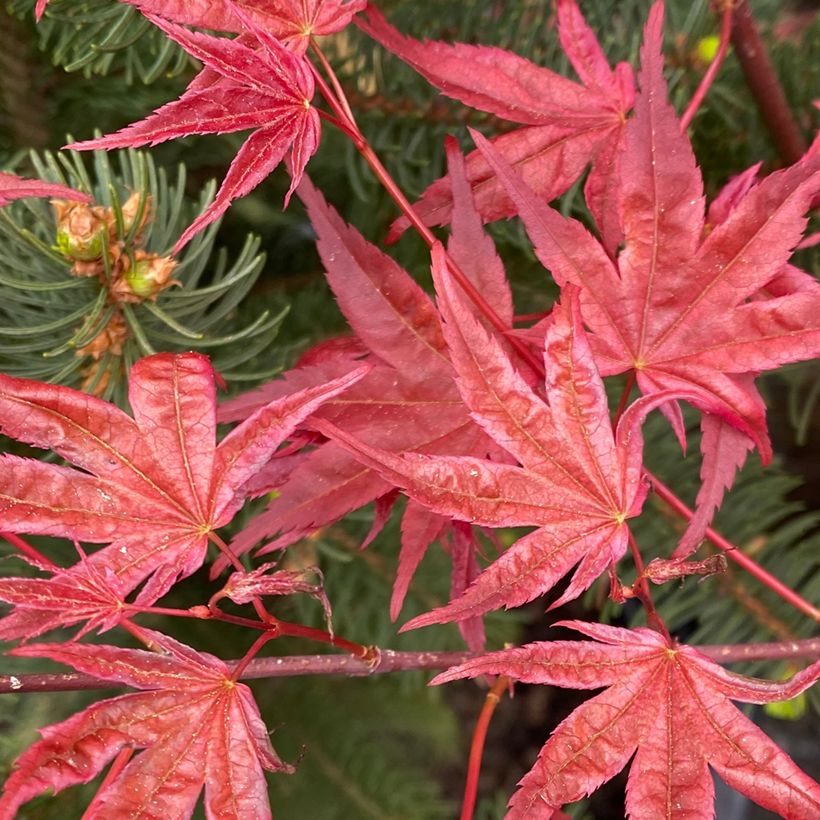Érable du Japon - Acer palmatum Deshojo (Foliage)