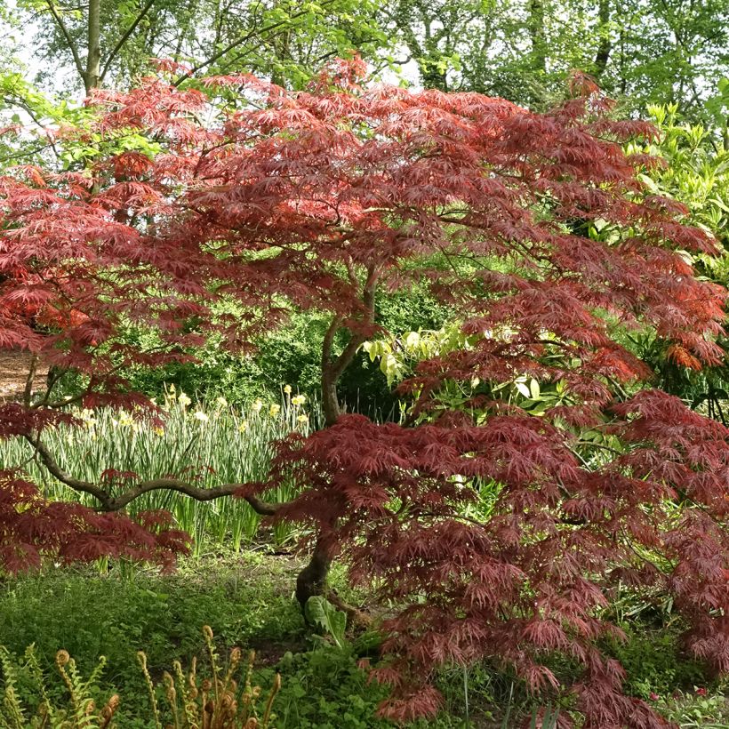 Érable du Japon - Acer palmatum Dissectum Garnet (Plant habit)
