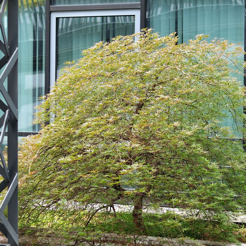 Érable du Japon - Acer palmatum Seiryu (Plant habit)