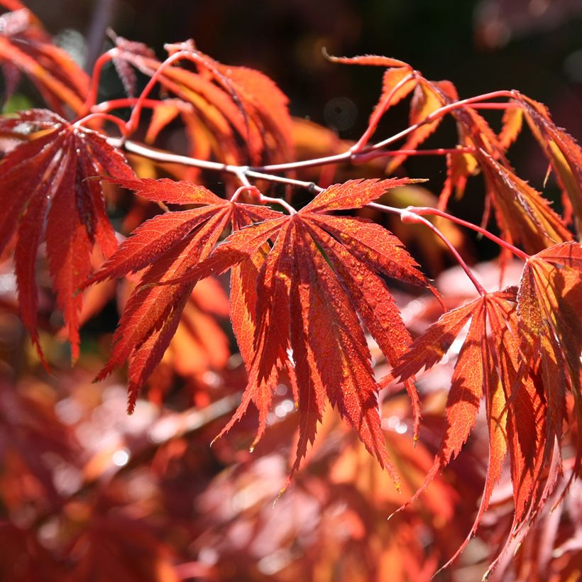 Érable du Japon - Acer palmatum Trompenburg (Foliage)