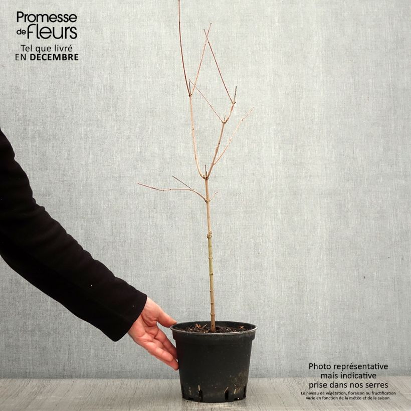 Example of Érable du fleuve Amour - Acer ginnala Pot de 2L/3L as you get in automne