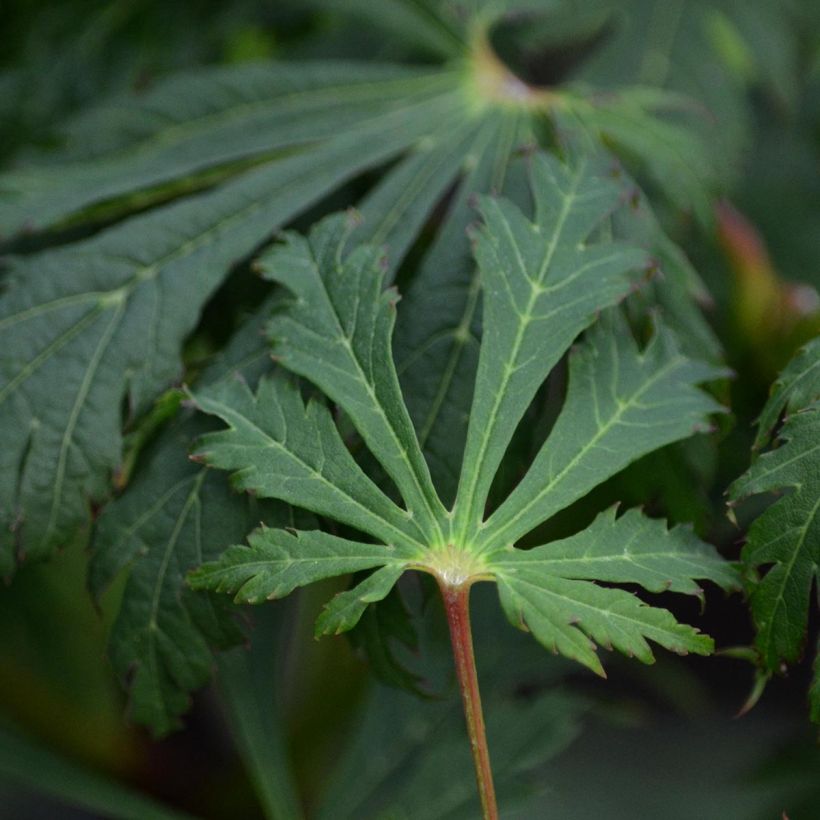 Érable du Japon - Acer japonicum Aconitifolium (Foliage)
