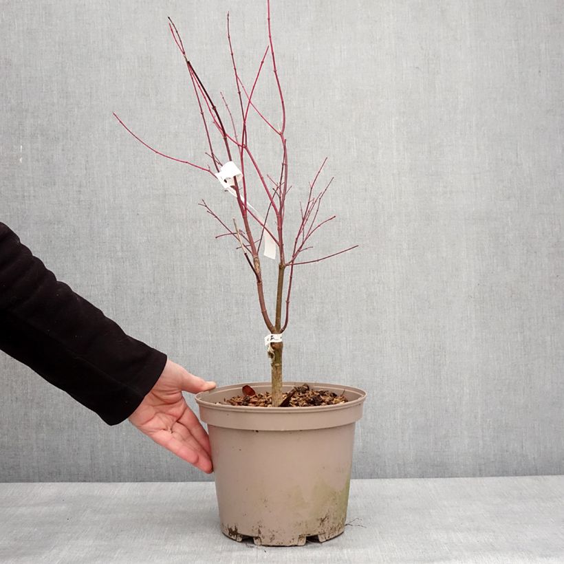 Example of Erable du Japon - Acer palmatum Asahi Zuru Pot de 4L/5L as you get in hiver