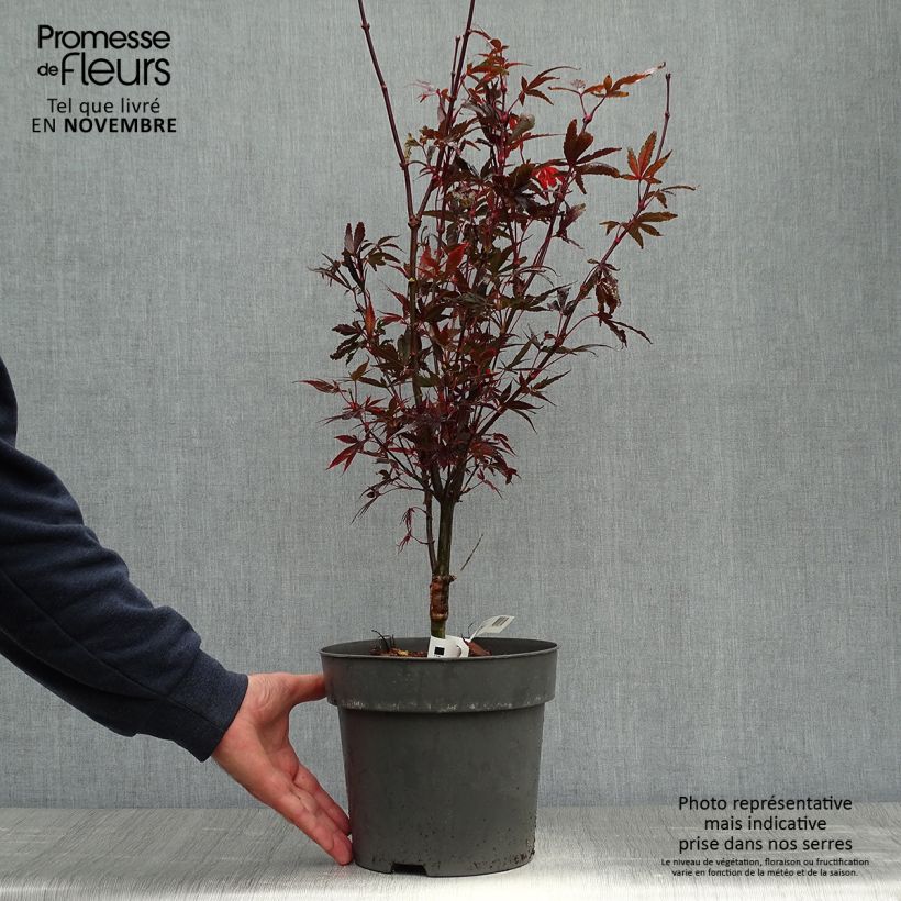 Example of Erable du Japon - Acer palmatum Brandt’s Dwarf Pot de 4L/5L as you get in automne
