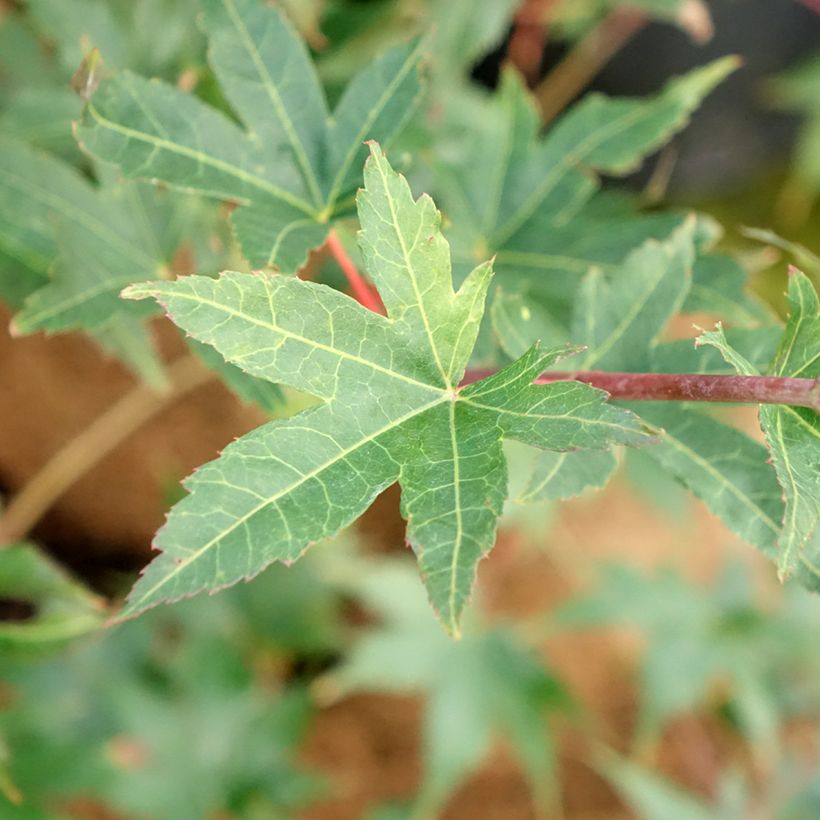 Erable du Japon - Acer palmatum Brown Sugar (Foliage)