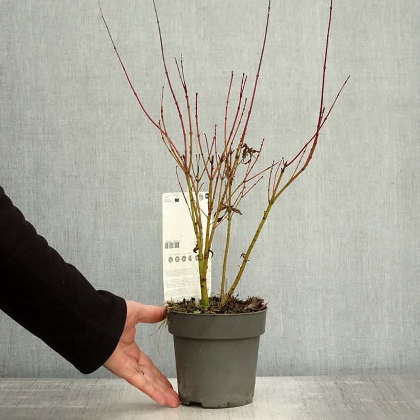 Example of Érable du Japon - Acer palmatum Butterfly Pot de 10 cm/11cm as you get in automne