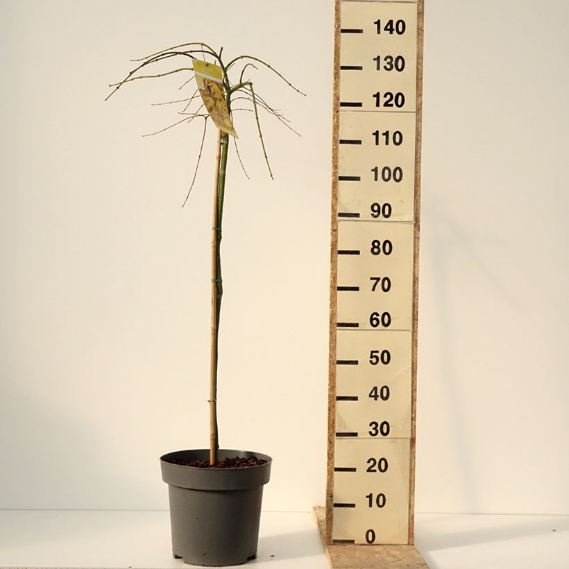 Example of Erable du Japon - Acer palmatum Cascade Citrine Pot de 12L/15L, Demi-Tige as you get in hiver