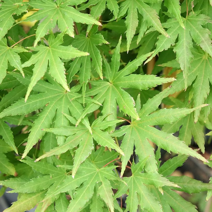 Erable du Japon - Acer palmatum Cascade Citrine (Foliage)