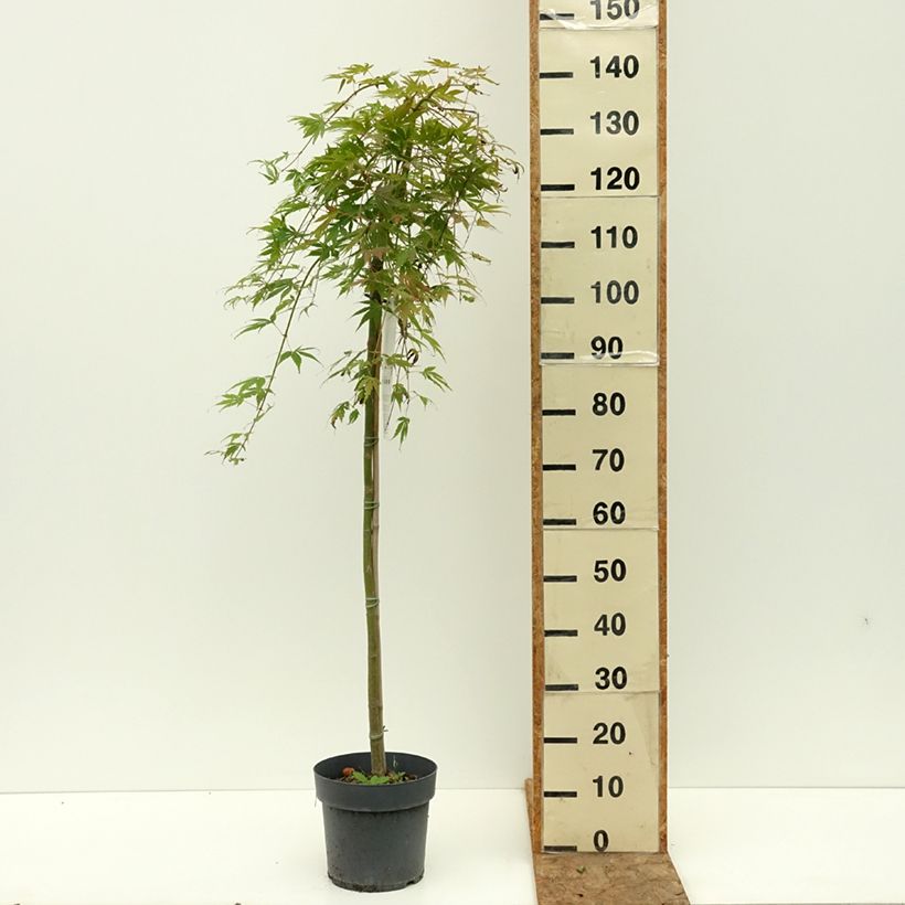 Example of Erable du Japon - Acer palmatum Cascade Emerald Pot de 6L/7L, Demi-Tige as you get in ete