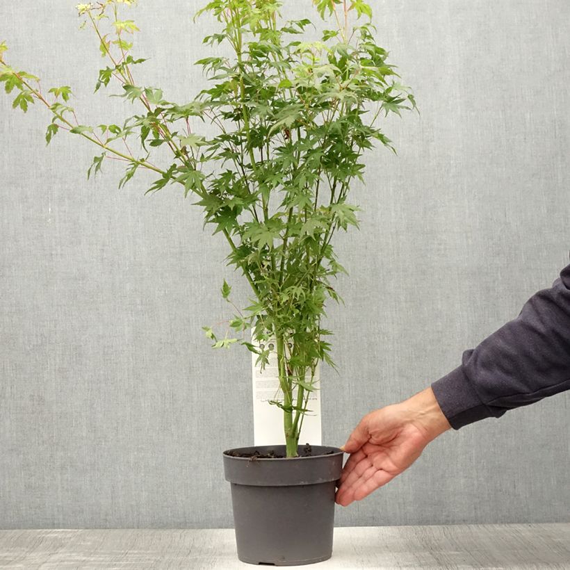 Example of Érable du Japon - Acer palmatum Going Green Pot de 3L/4L as you get in ete