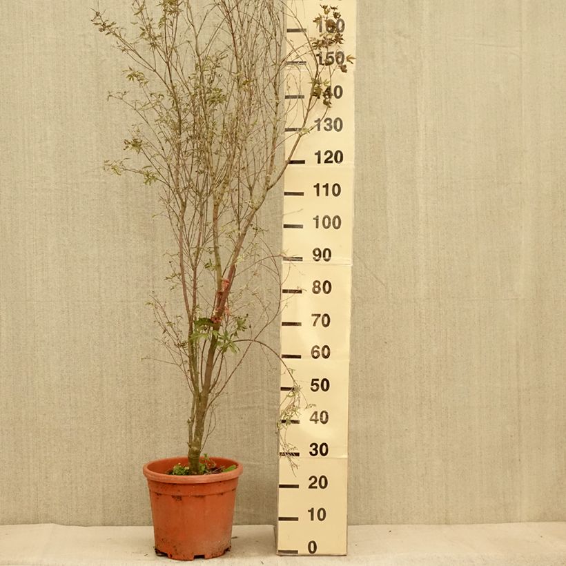 Example of Erable du Japon - Acer palmatum Kagiri-nishiki (Roseomargina) Pot de 7,5L/10L as you get in automne