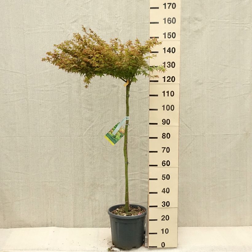 Example of Érable du Japon - Acer palmatum Little Princess Pot de 12L/15L as you get in printemps