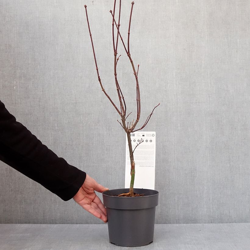 Example of Erable du Japon - Acer palmatum Little Red Pot de 3L/4L as you get in hiver