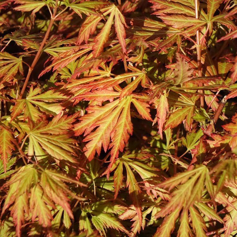 Erable du Japon - Acer palmatum Orange Lace (Foliage)