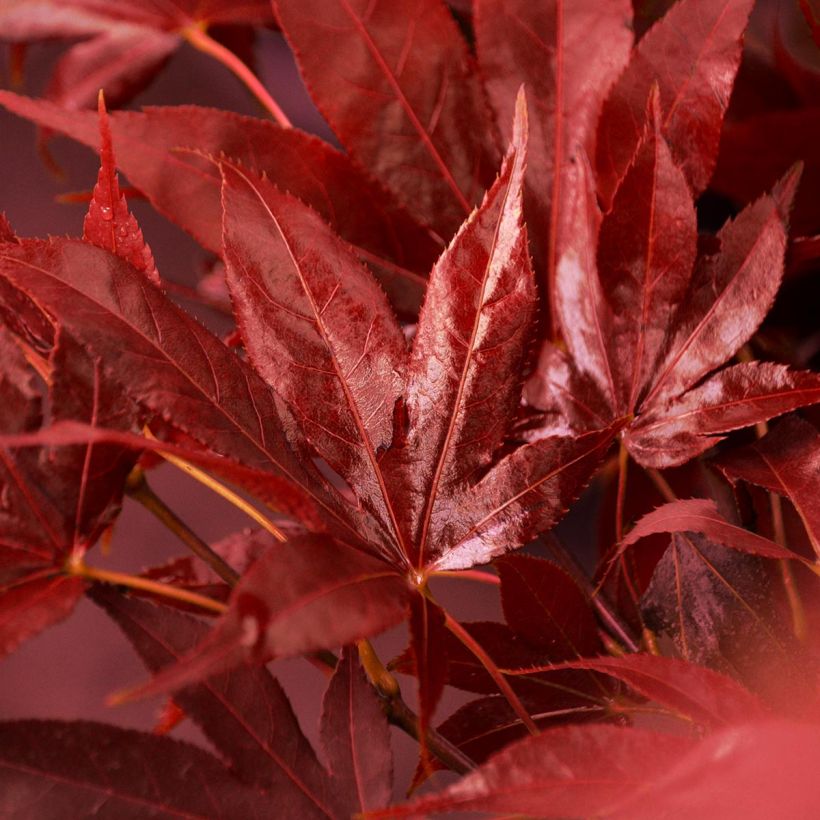 Érable du Japon - Acer palmatum Osakazuki (Foliage)