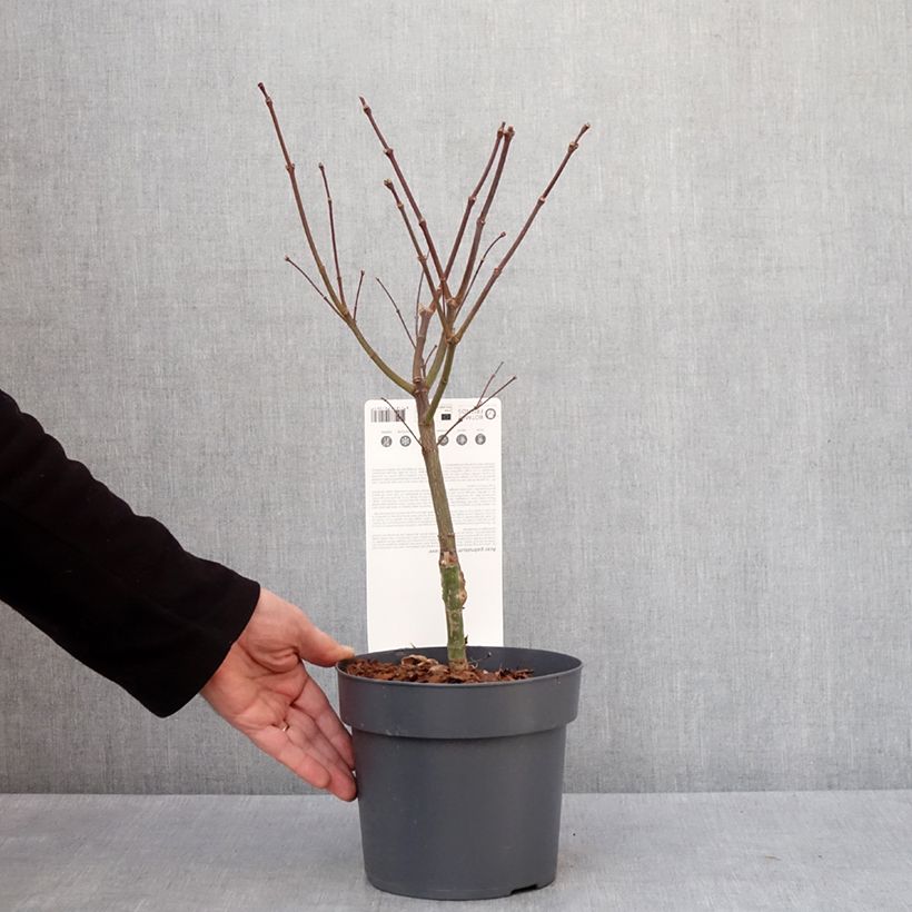 Example of Érable du Japon - Acer palmatum Peve Dave Pot de 3L/4L as you get in hiver