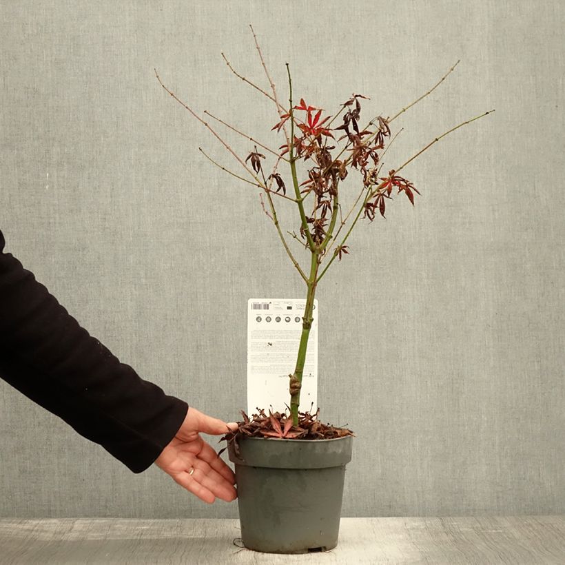 Example of Érable du Japon - Acer palmatum Peve Starfish Pot de 2L/3L as you get in automne