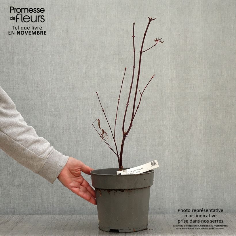 Example of Erable du Japon - Acer palmatum Pung Kill Pot de 3L/4L as you get in automne