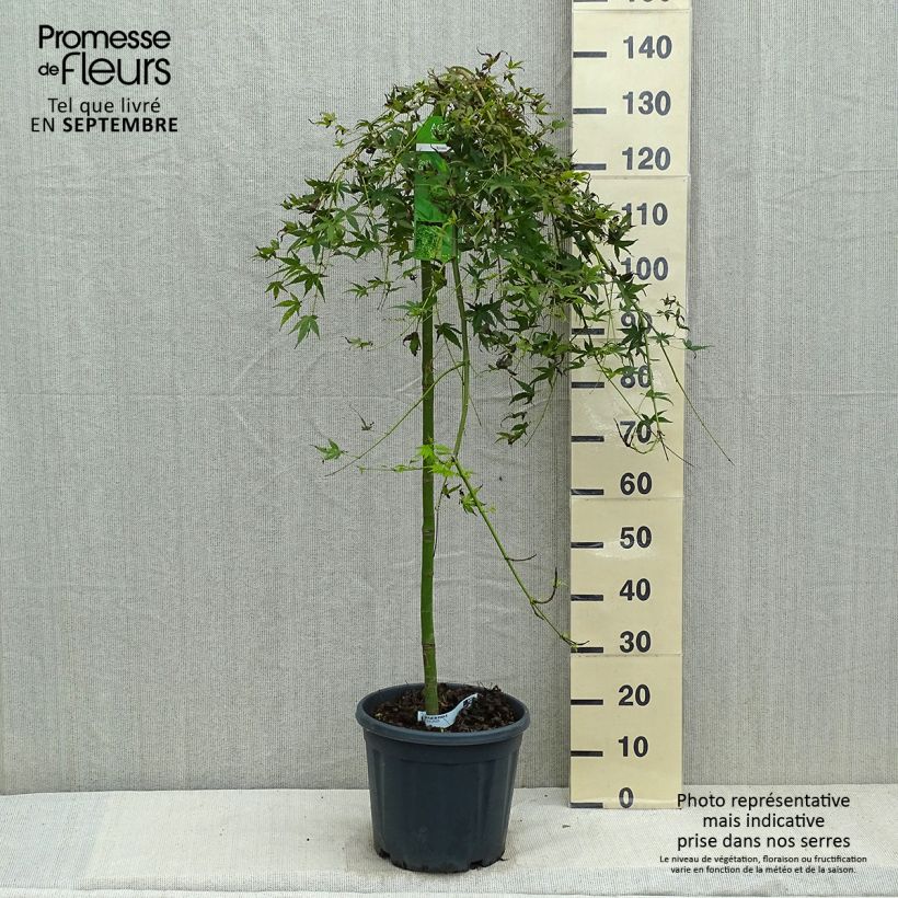 Example of Érable du Japon - Acer palmatum Ryusen Pot de 12L/15L as you get in automne