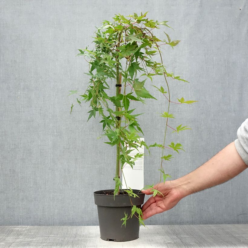Example of Érable du Japon - Acer palmatum Ryusen Pot de 3L/4L, Tige as you get in ete