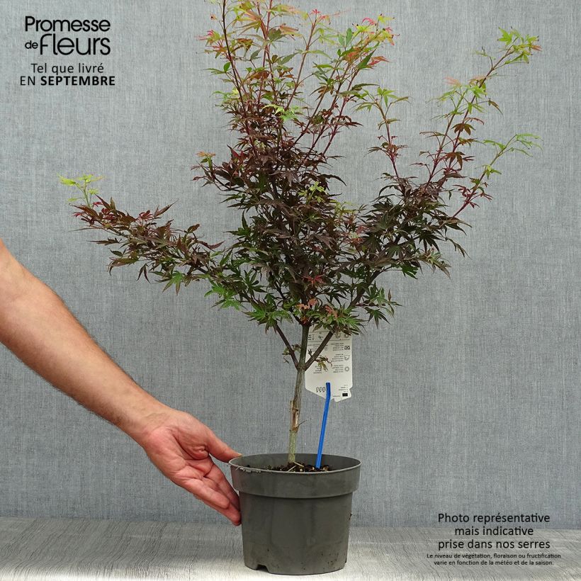 Example of Erable du Japon - Acer palmatum Shaina Pot de 3L/4L as you get in automne